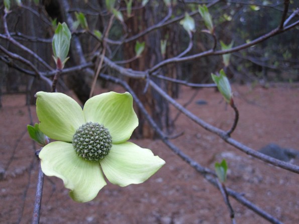 Dogwood blossom pine needle background