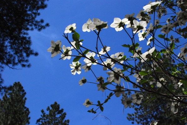 Dogwood unfurls