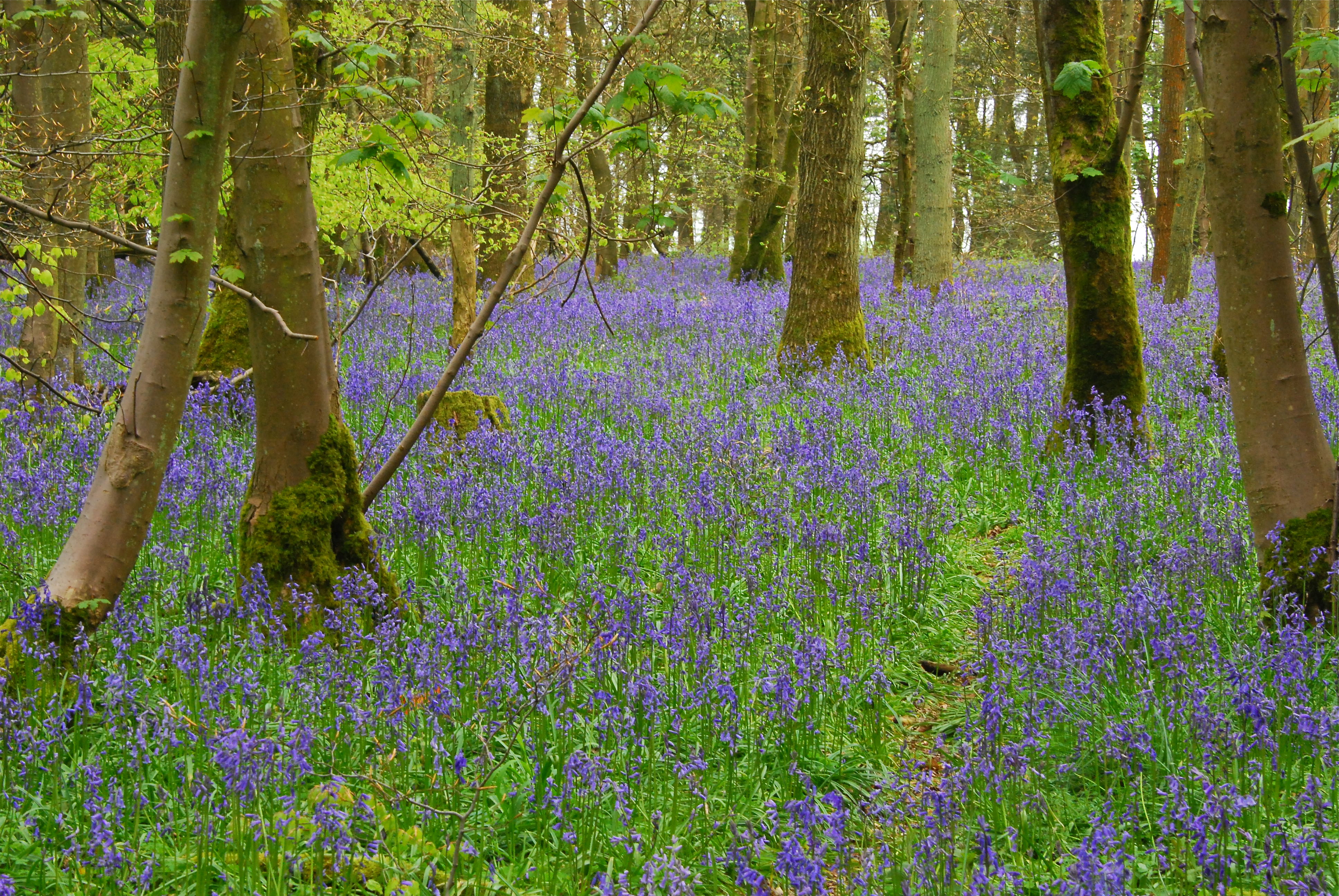 bluebells