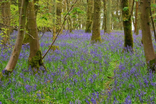 bluebells