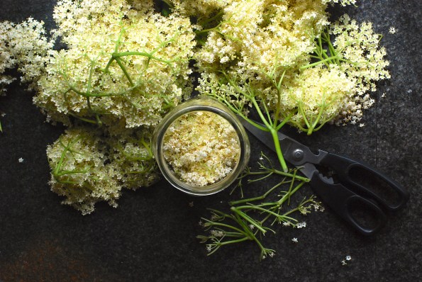 Elderflower 1