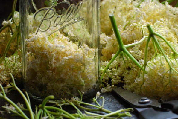 Elderflower 2