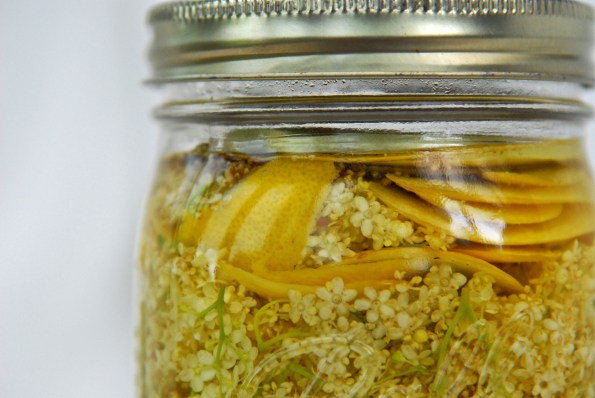 Elderflower 6