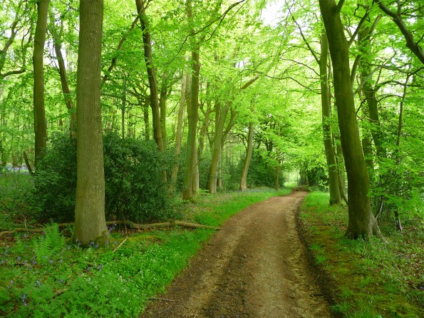 green wooded road