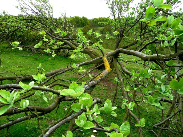 leafing tree
