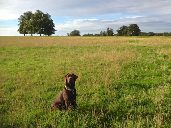 Timber sitting in Tree Circle&nbsp;Field
