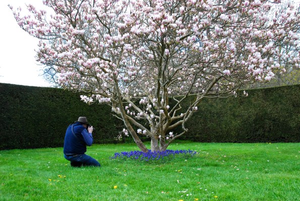 Dave & Tulip Tree