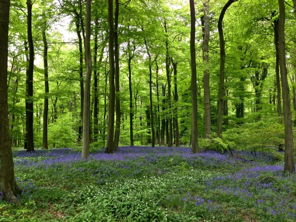 bluebell woods