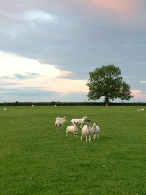 lambs at sunset