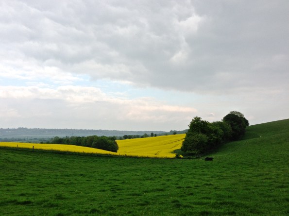 sea of yellow&nbsp;green