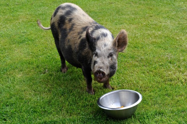 Shelley w:bowl