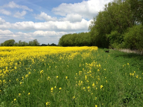 yellow & green&nbsp;sea