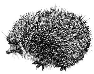 Hedgehog