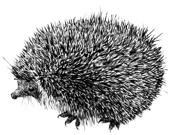 Hedgehog