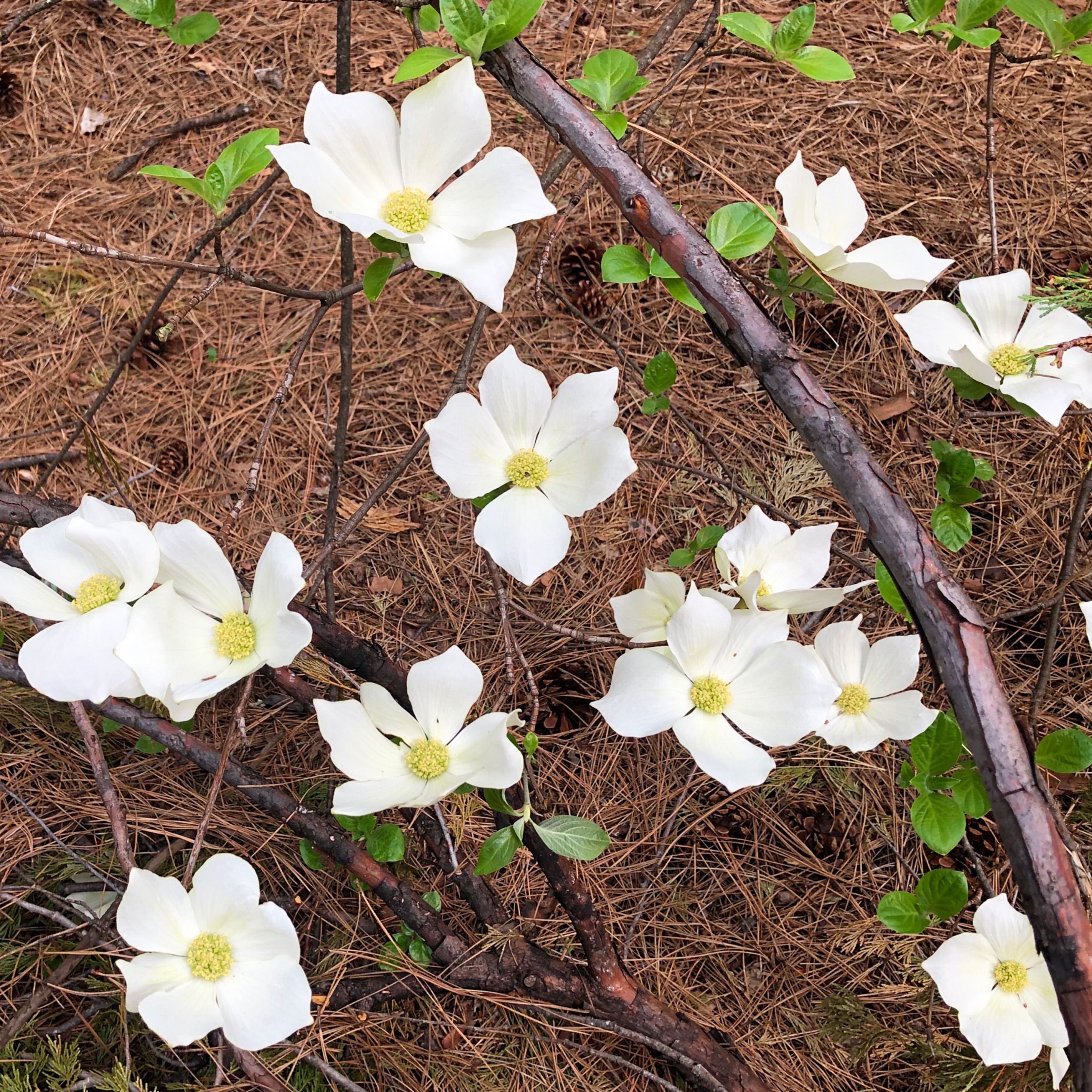 AA5806B2-1FA8-4C3D-8939-F73CA11E722F